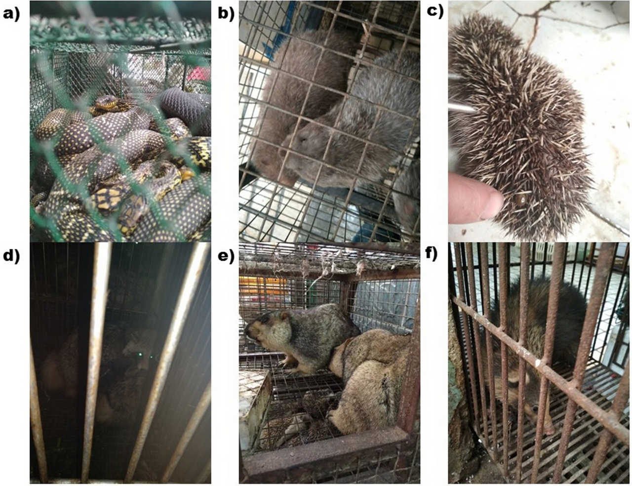 Six photographs in a labelled grid, each showing live animals confined in wire or barred cages at a market stall: coiled snakes, a bamboo rat, a hedgehog with a finger indicating a tick, a dark-furred animal behind bars, marmots stacked above a further cage, and a badger.